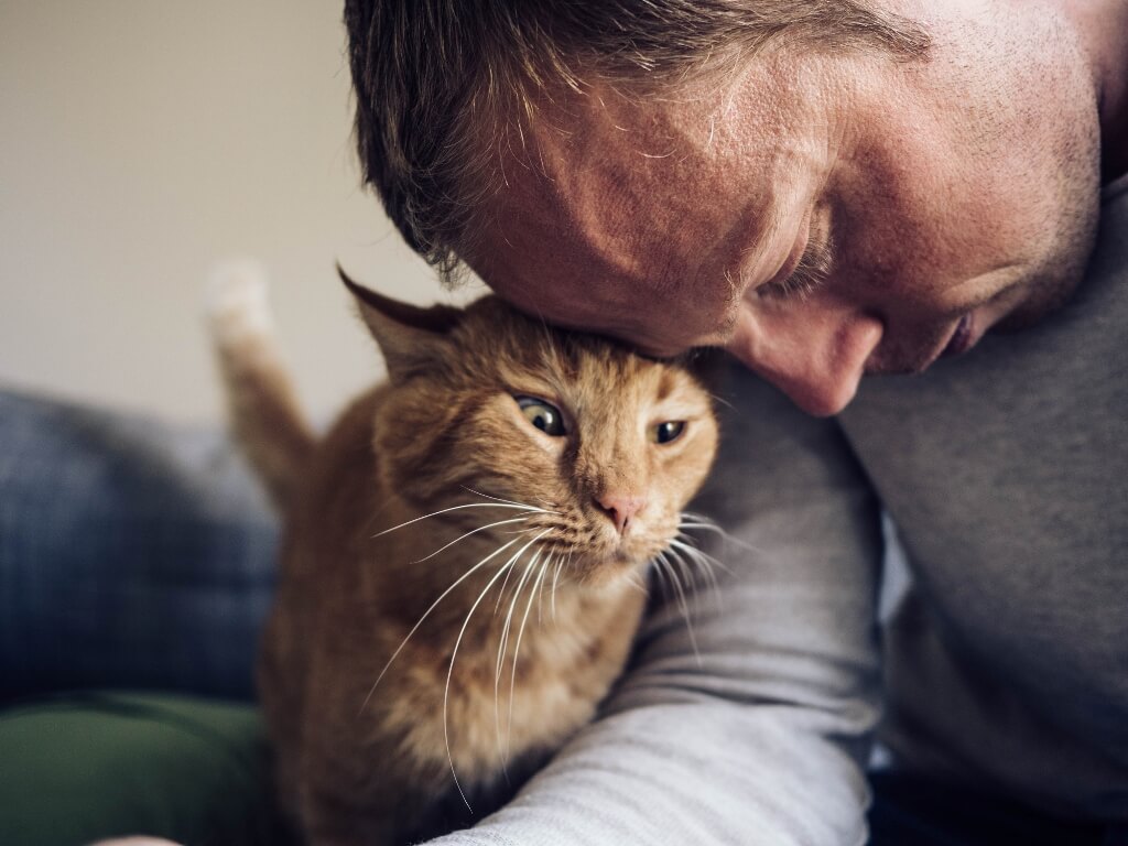 man butting heads with orange cat man butting heads with orange cat