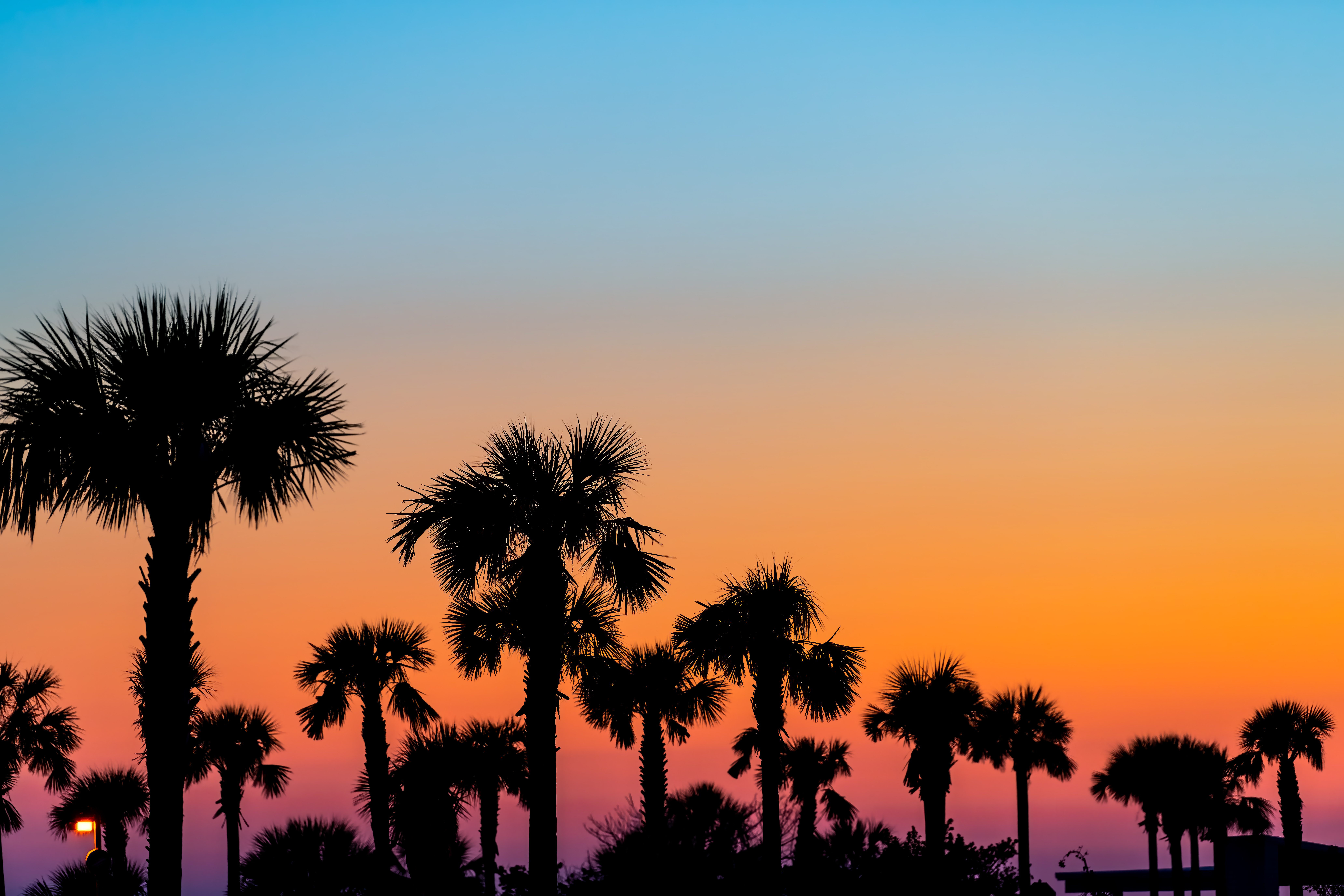 florida sunset and palm trees florida sunset and palm trees