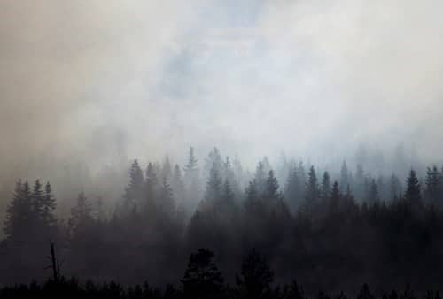 top of forest trees in grey haze of wildfire smoke top of forest trees in grey haze of wildfire smoke