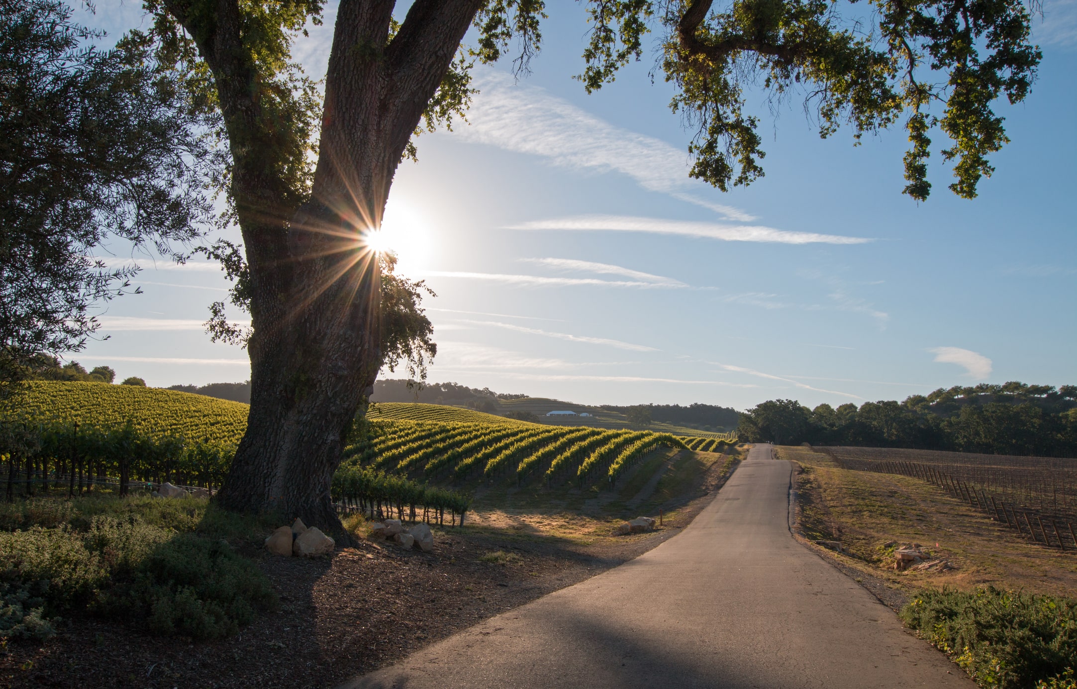 California wine vineyards, rolling hills, road path California wine vineyards, rolling hills, road path