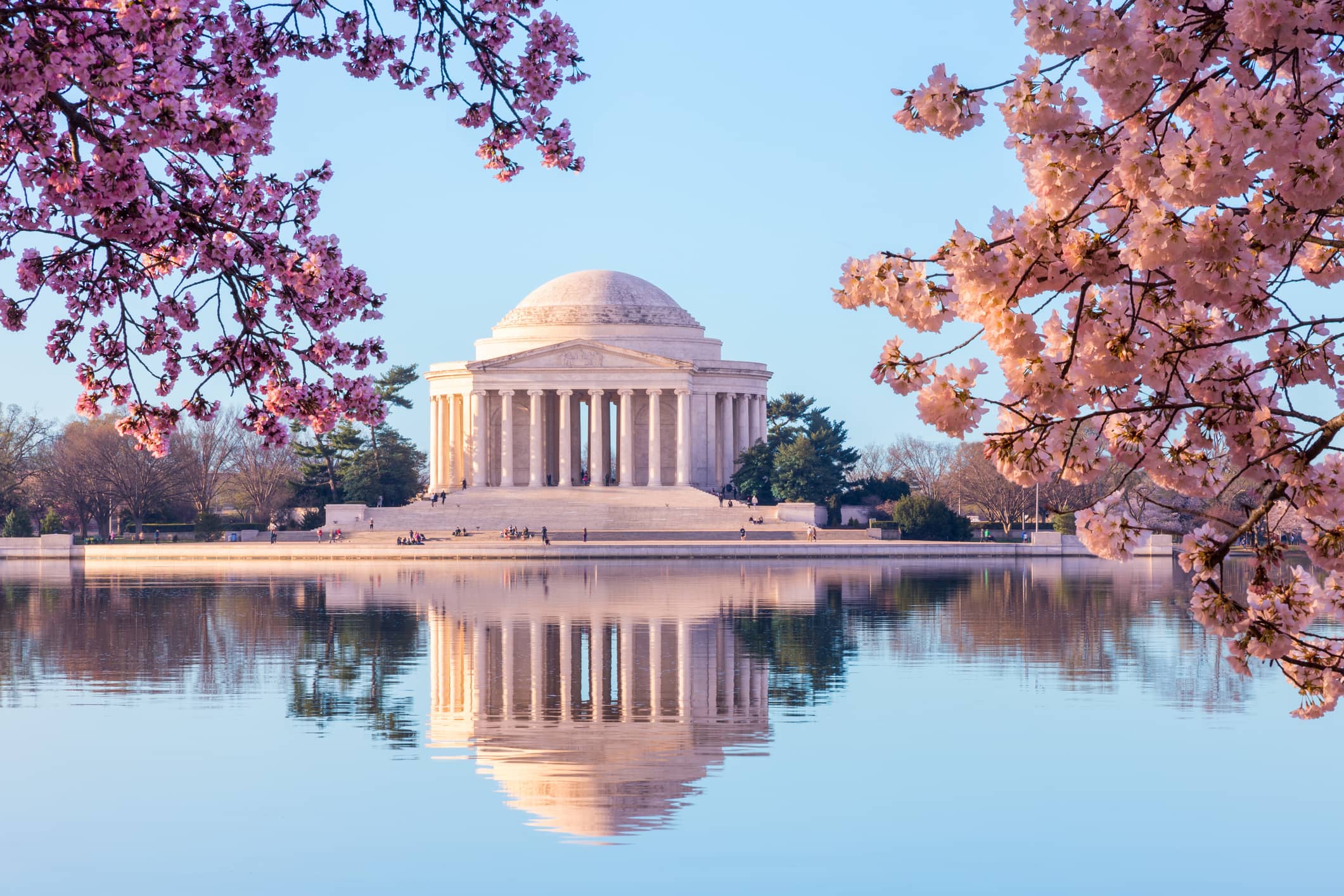 Cherry blossoms with Jefferson Memorial in background