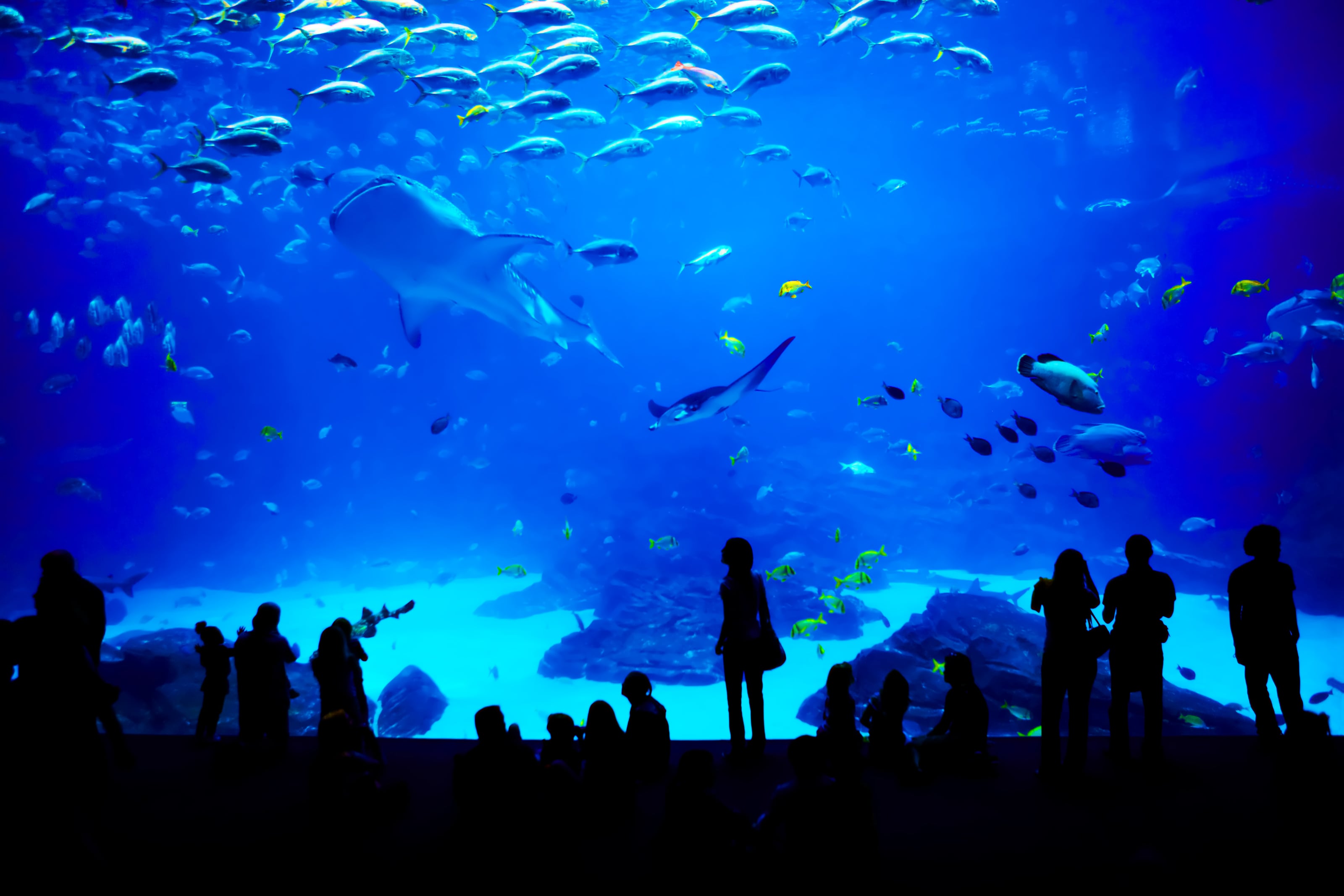 black silhouettes of people in front of blue water background of atlanta georgia aquarium black silhouettes of people in front of blue water background of atlanta georgia aquarium