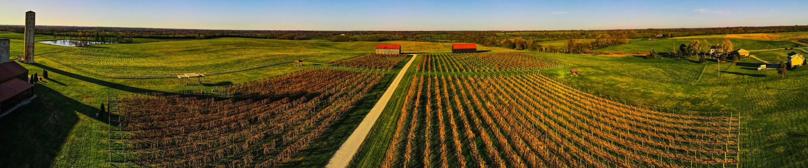 vineyard in kentucky vineyard in kentucky