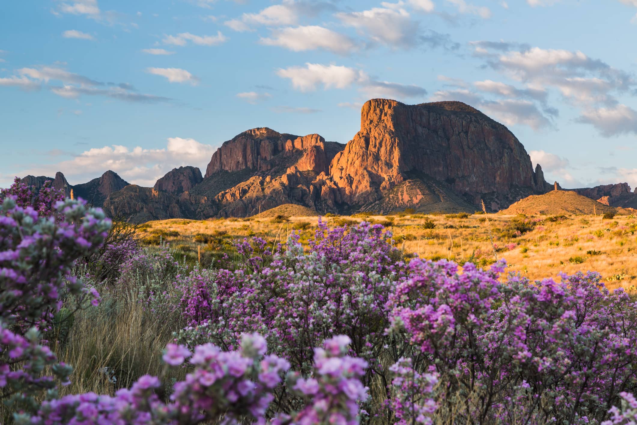 Sagebrush in Bloom at the Chisos in Texas