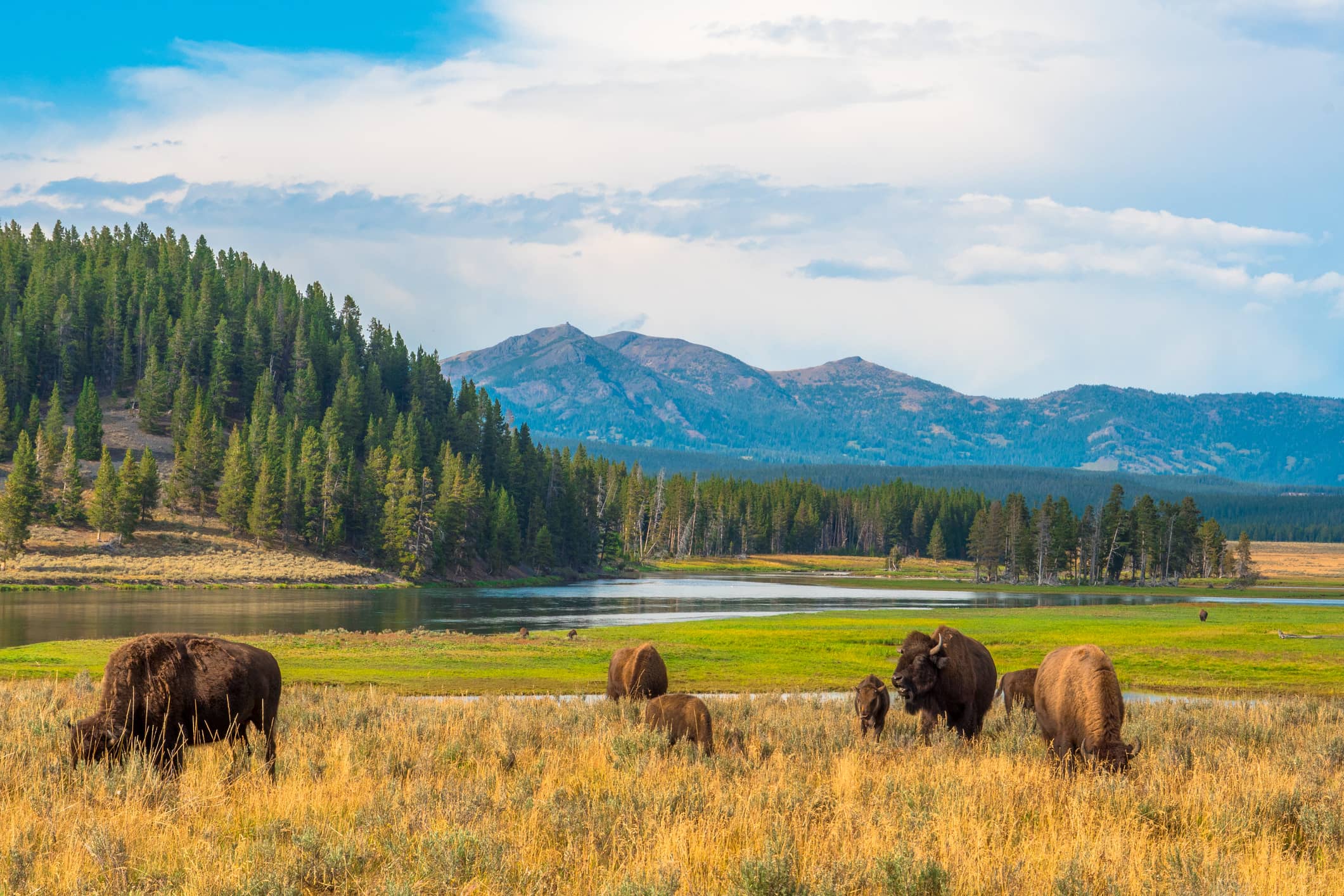 Wyoming landscape with bison
